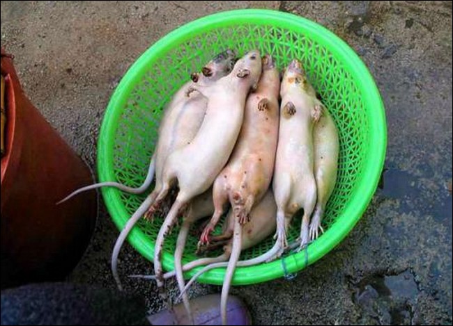 ratcook04