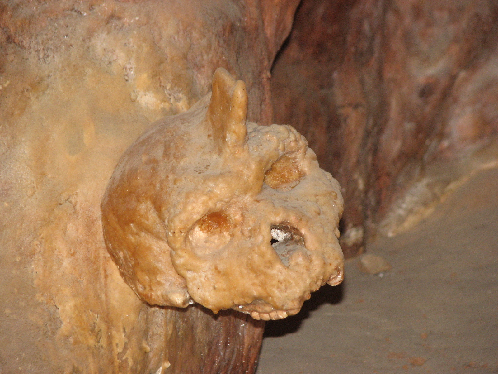 petralona skull covered by stalagmite