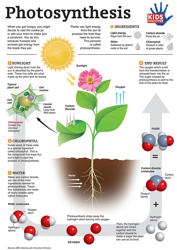 photosynthesis 600