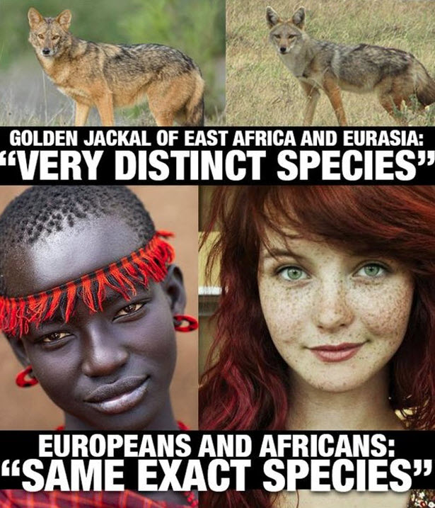 jackals vs humans