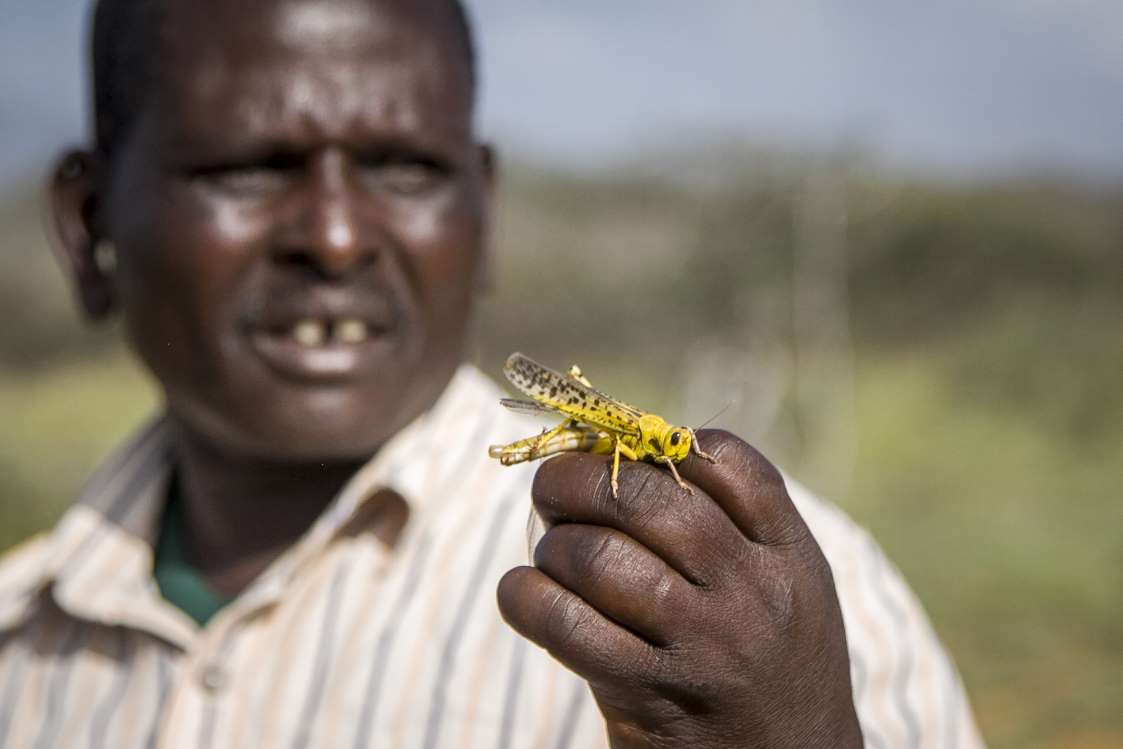 east africa locust invasion 2020 2