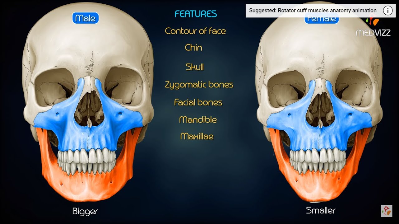 male female skull