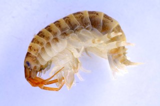 killershrimp