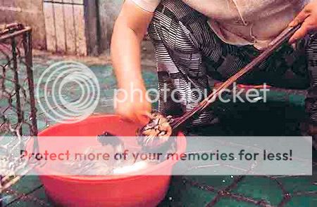ps AsianAnimalProtectionNetwork5 Ca