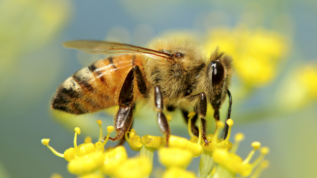 Study Links Honeybee Deaths To Fungus, Insect Virus 1 bee wide