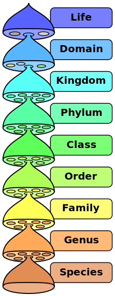 Biological classification