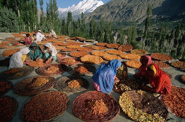Hunza apricots