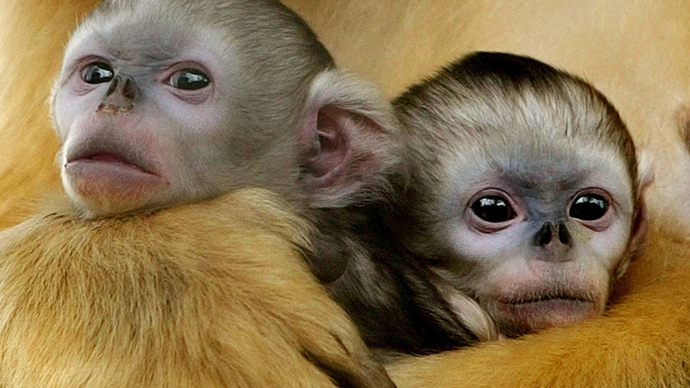 monkeys.si