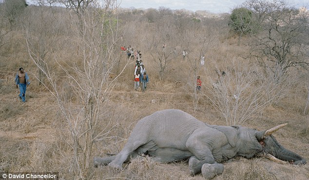 The desperate descend: Within minutes, starving villagers arrive at the carcass 