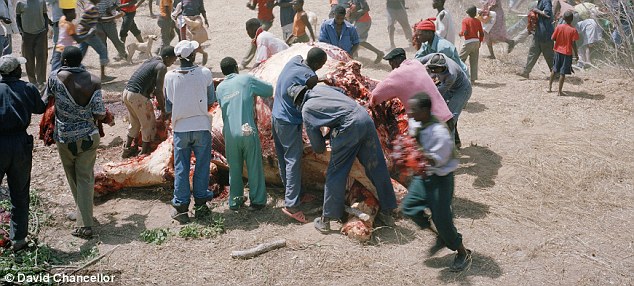 Brutally effective: Nothing goes to waste, with the skin, trunk and ears all removed 