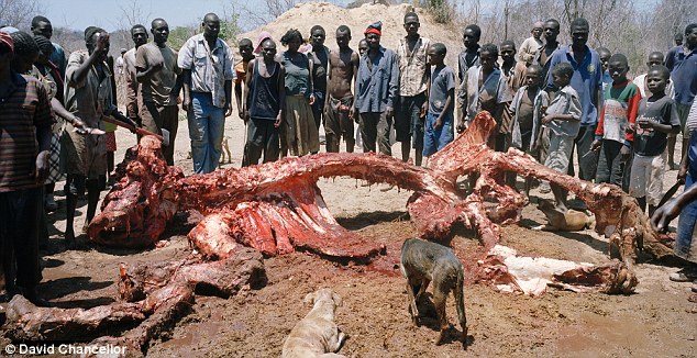 Stripped: After less than two hours, only bones remain. Even these will later be taken 