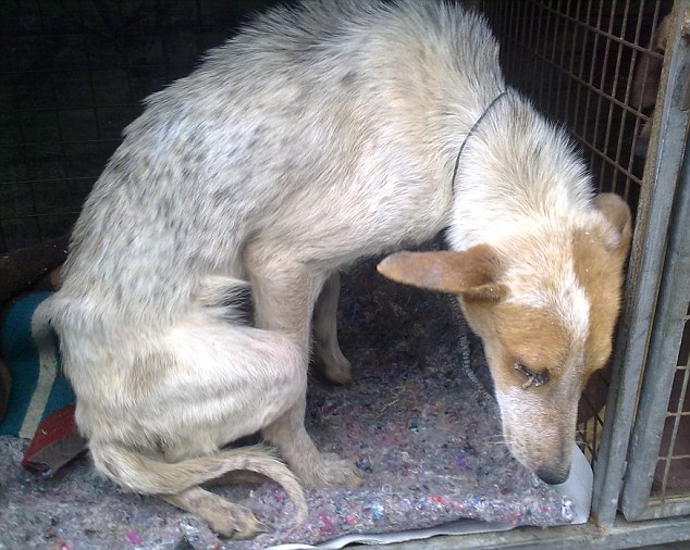 Dramatic rescue of unwanted dog 'buried alive by school caretakers' 3 article 2052171 0E77DF2800000578