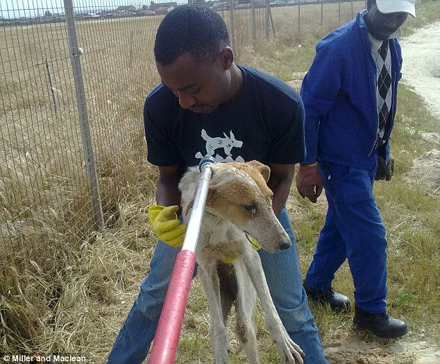Dramatic rescue of unwanted dog 'buried alive by school caretakers' 2 article 2052171 0E77E0DB00000578