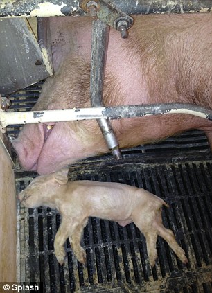 Nine arrested for shocking animal cruelty at Wyoming pig farm 3 article 2253325 16A7F3CF000005DC