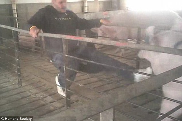 Nine arrested for shocking animal cruelty at Wyoming pig farm 2 article 2253325 16A7F55F000005DC