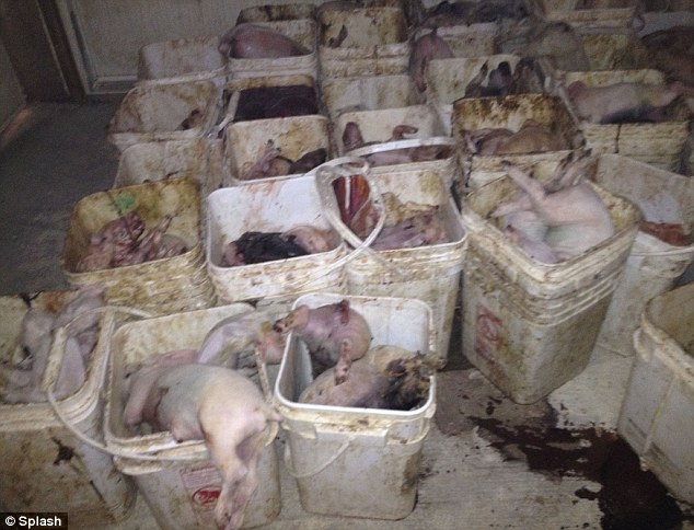 Nine arrested for shocking animal cruelty at Wyoming pig farm 5 article 2253325 16A81137000005DC