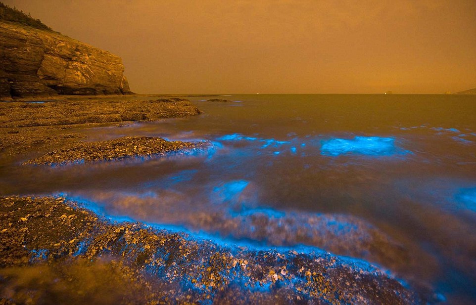 28AA2DA000000578 3082525 Noctiluca is triggered by farm pollution and they can wreak havo a 3 1431655064749