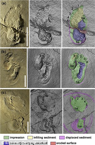 Nearly 6 Million year old Footprints found in Greece say Europeans did NOT Originate from Africa 2 43CB783800000578 0 image a 8 1504286341801