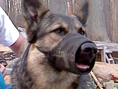 abc gma dog 071201 ms
