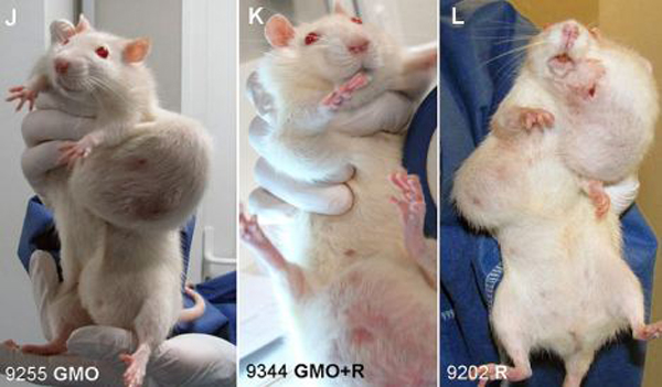Rat Tumor Monsanto GMO Cancer Study 3 Wide