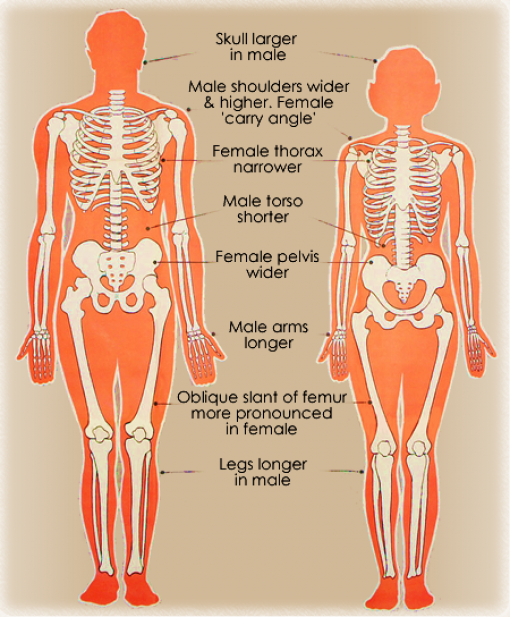 male female skeleton