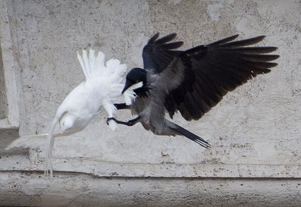 vatican white dove2