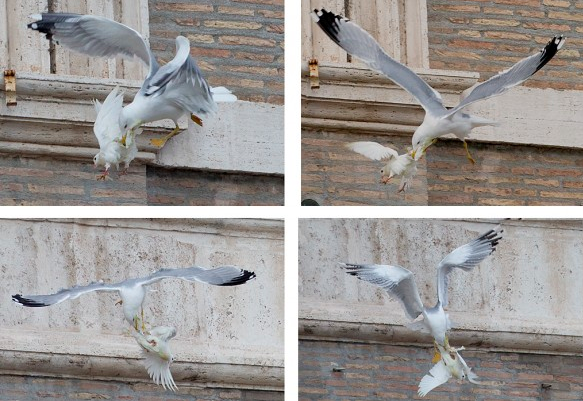 vatican white dove3