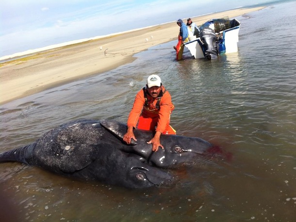 Massive Die-Off of West Coast Sea Life Accelerates 4 jesusgomez2