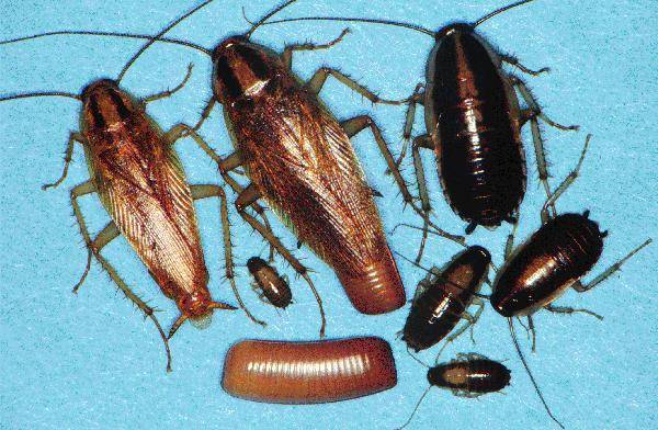 cockroaches clip image008