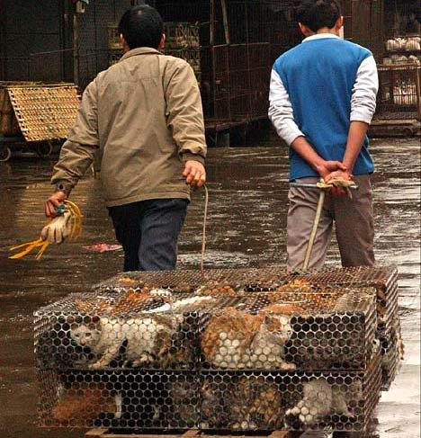 china cat death camps 001