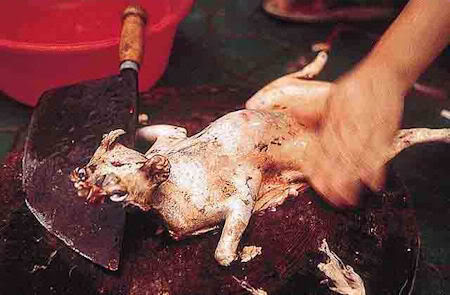 ps AsianAnimalProtectionNetwork8 Ca