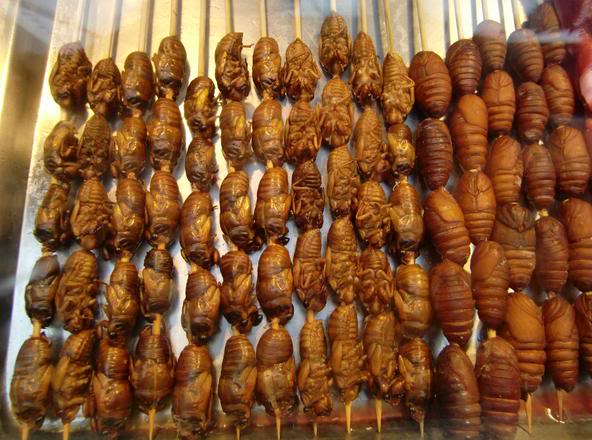 insects