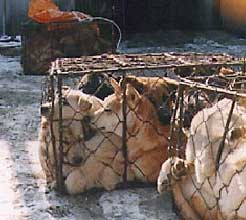 caged dogs