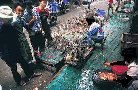 ps AsianAnimalProtectionNetwork1 Ca