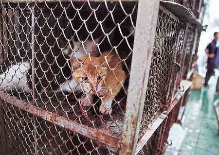 ps AsianAnimalProtectionNetwork2 Ca