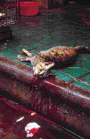 ps AsianAnimalProtectionNetwork4 Ca