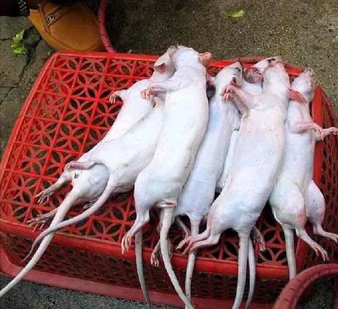 rats1