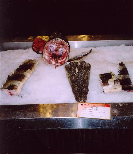 Tianjin Crocodile