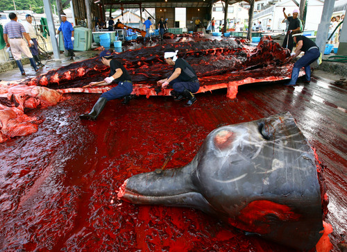 japan whaling