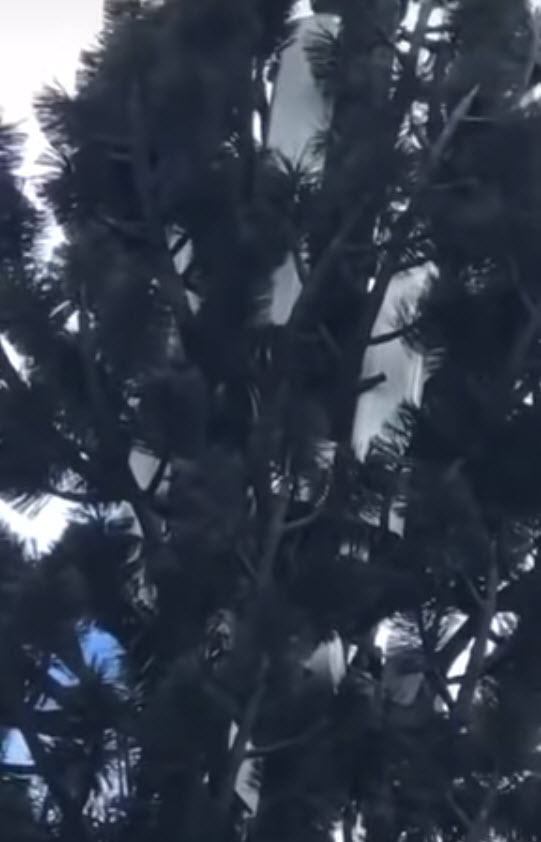 Debunking the 5G Hoax with Technical Data 5